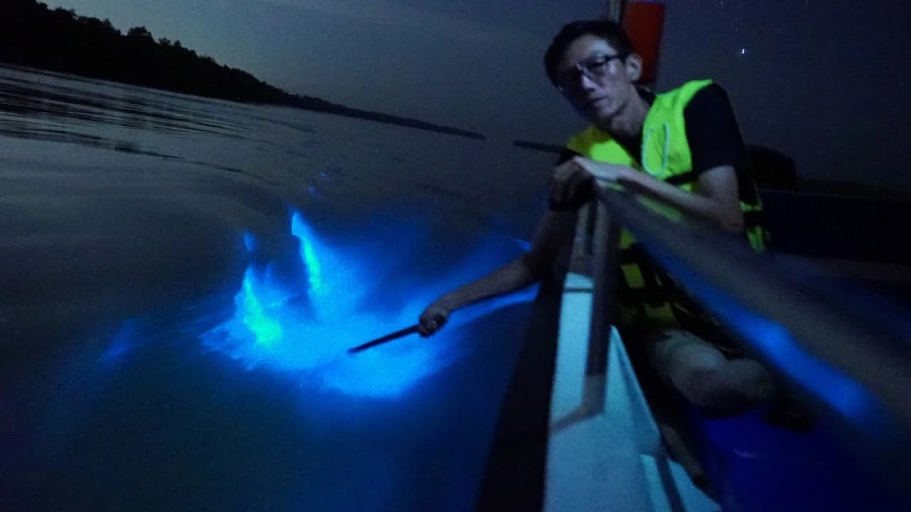 Blue Tears Boat Cruise in Kuala Selangor - Photo 3