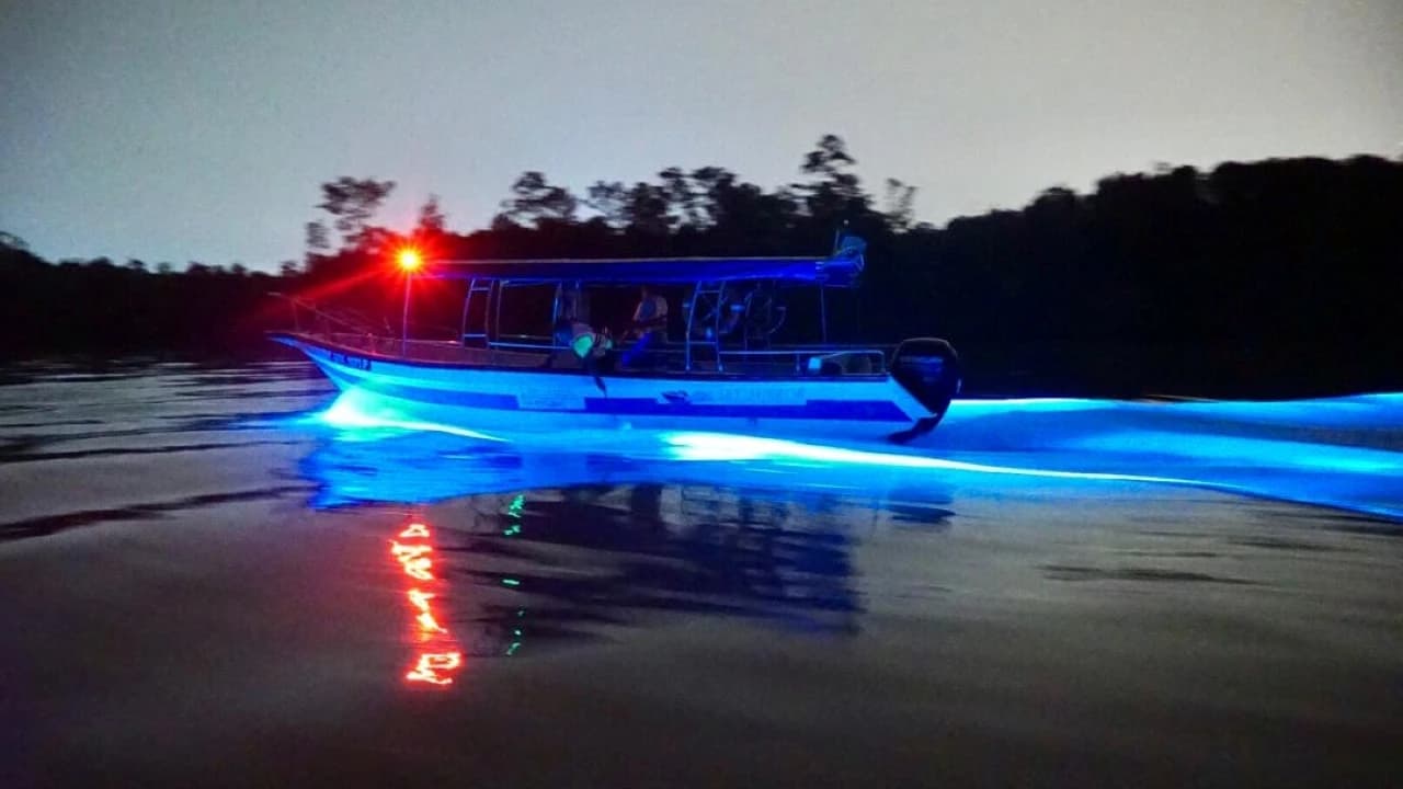 Blue Tears Boat Cruise in Kuala Selangor - image 7