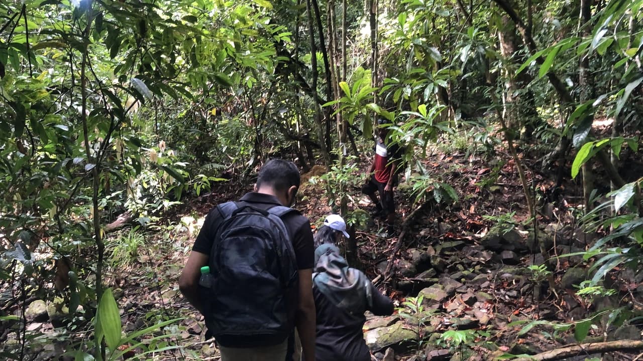 Langkawi Morning Rainforest Walking Tour - Photo 4