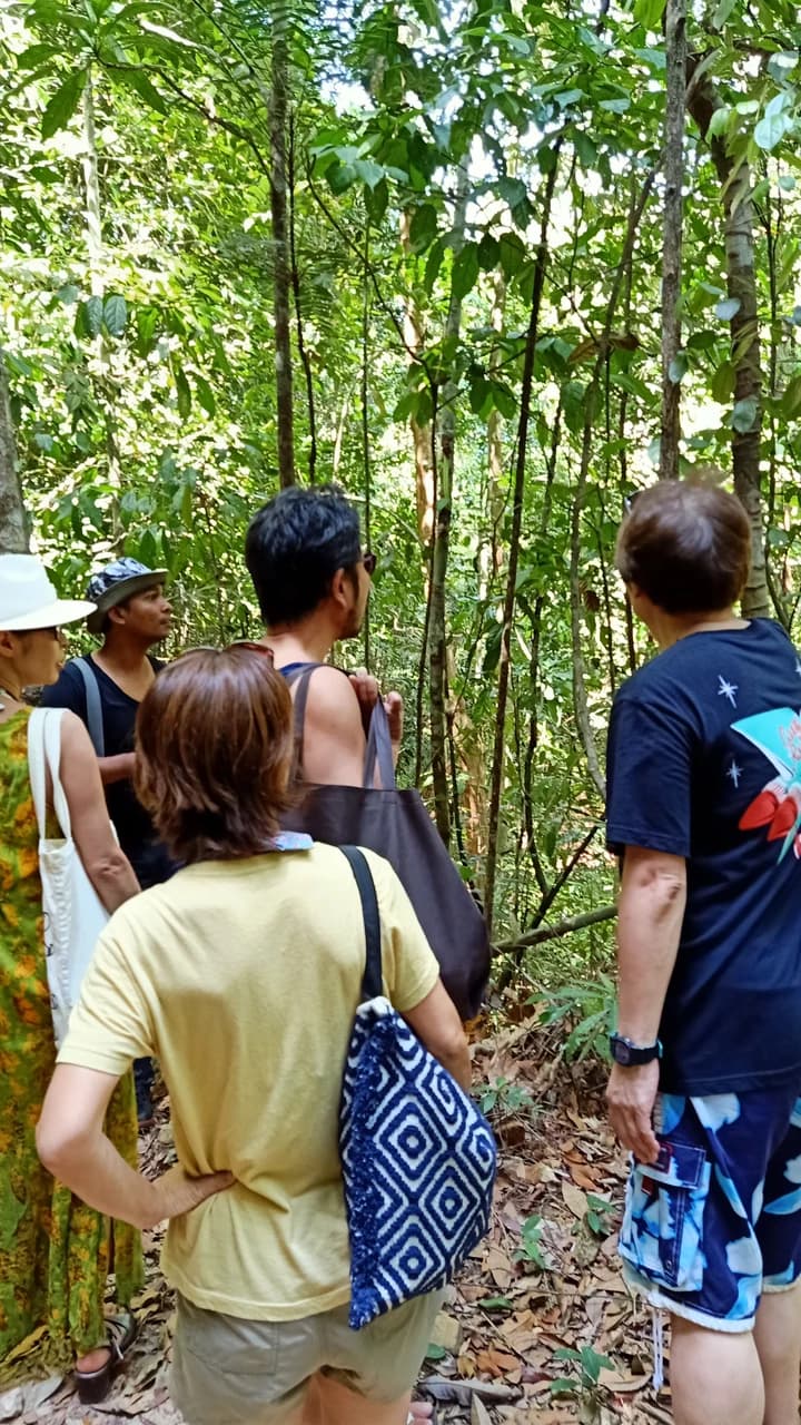 Langkawi Morning Rainforest Walking Tour - image 6