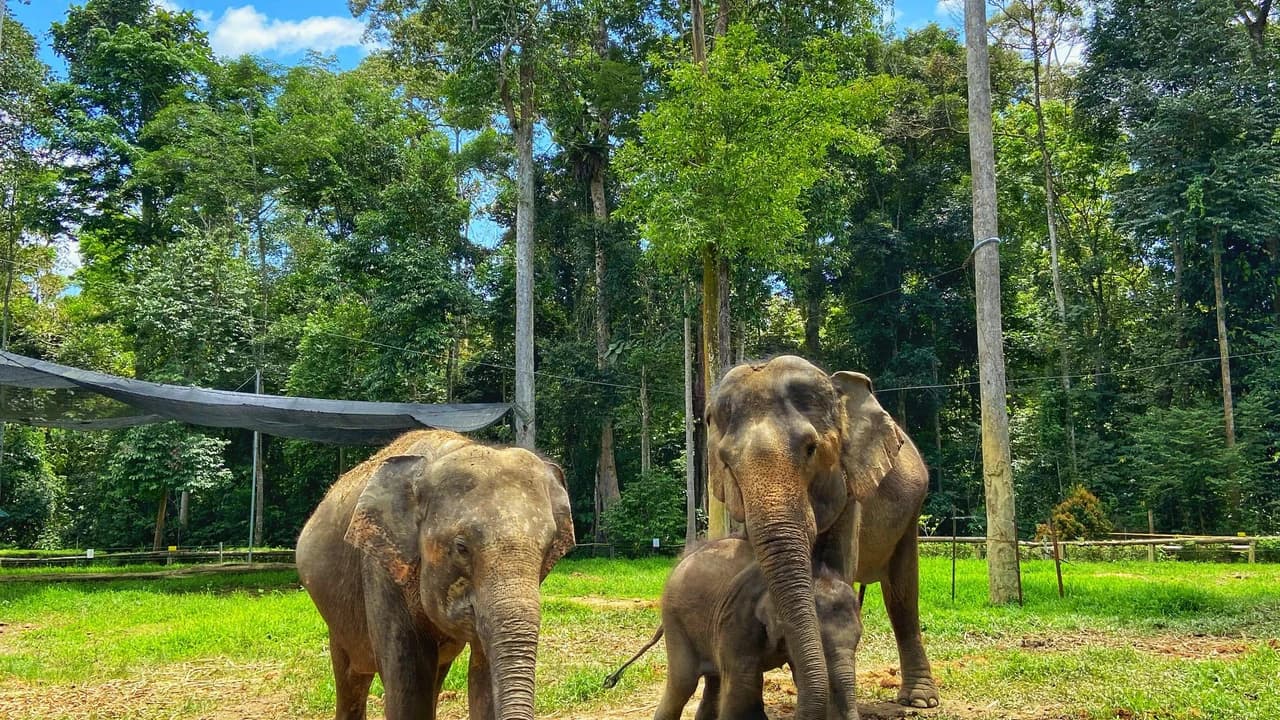 Batu Caves and Kuala Gandah Elephant Sanctuary Full-Day Tour from Kuala Lumpur - image 6