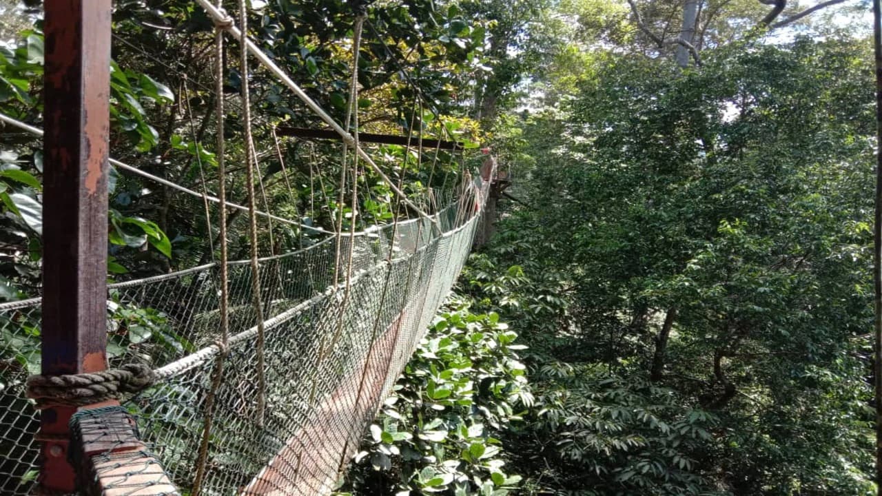 Taman Negara National Park Tour from Kuala Lumpur - Photo 4