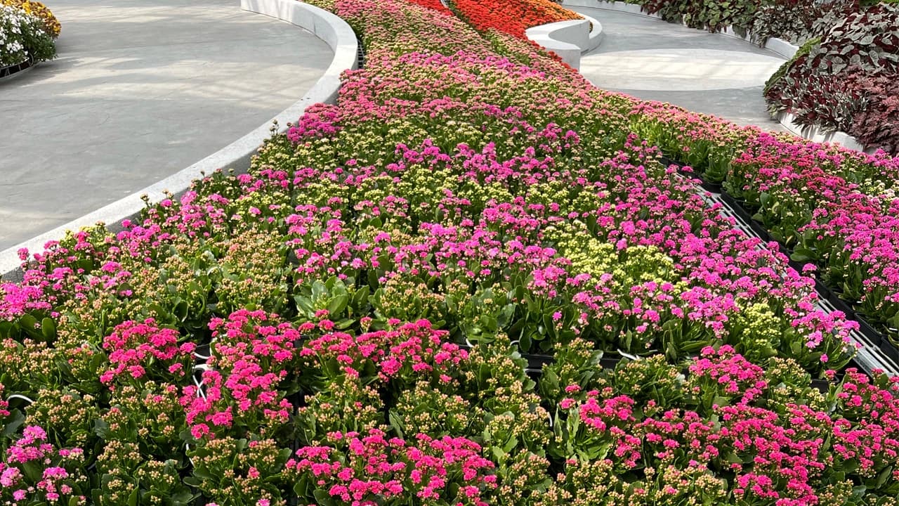 COMBO: Eufloria Gardens & Sculpture Park + Genting Skyway Tickets - image 6