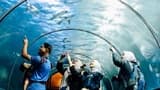 COMBO: Underwater World Langkawi + Crocodile Adventureland - image 7