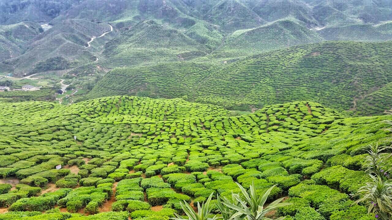 Cameron Highlands Tour from Kuala Lumpur - Photo 1
