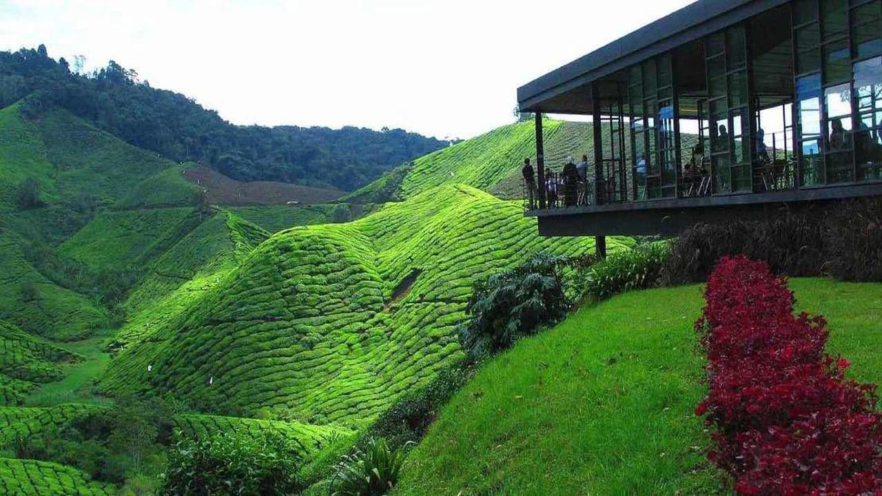 Cameron Highlands Tour from Kuala Lumpur - Photo 2