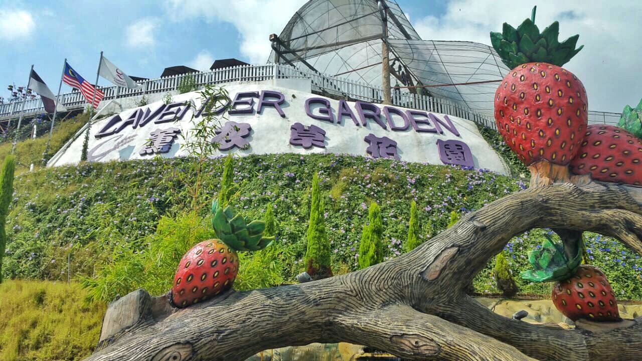Cameron Highlands Tour from Kuala Lumpur - Photo 5