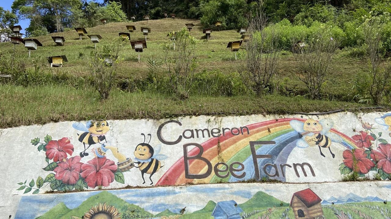 Cameron Highlands Tour from Kuala Lumpur - image 7