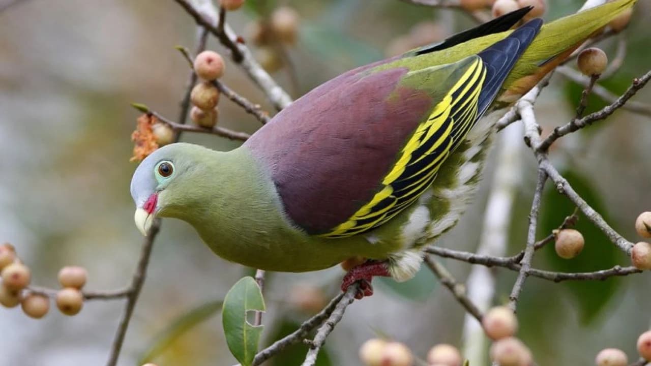 Desaru Coast Birdwatching Experience - Photo 2