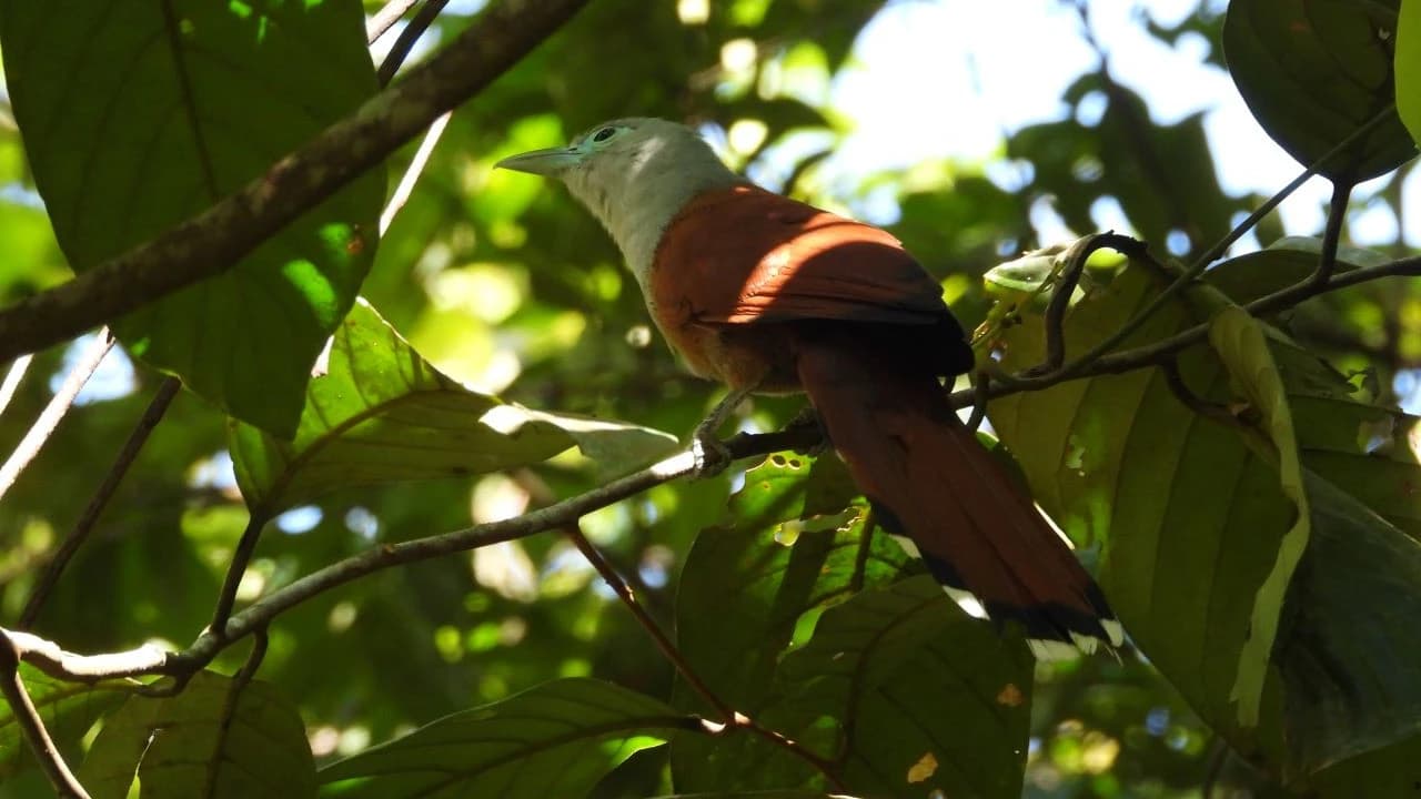 Desaru Coast Birdwatching Experience - Photo 4