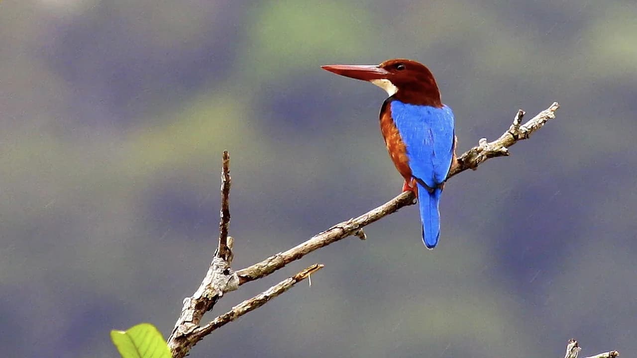 Desaru Coast Birdwatching Experience - Photo 5