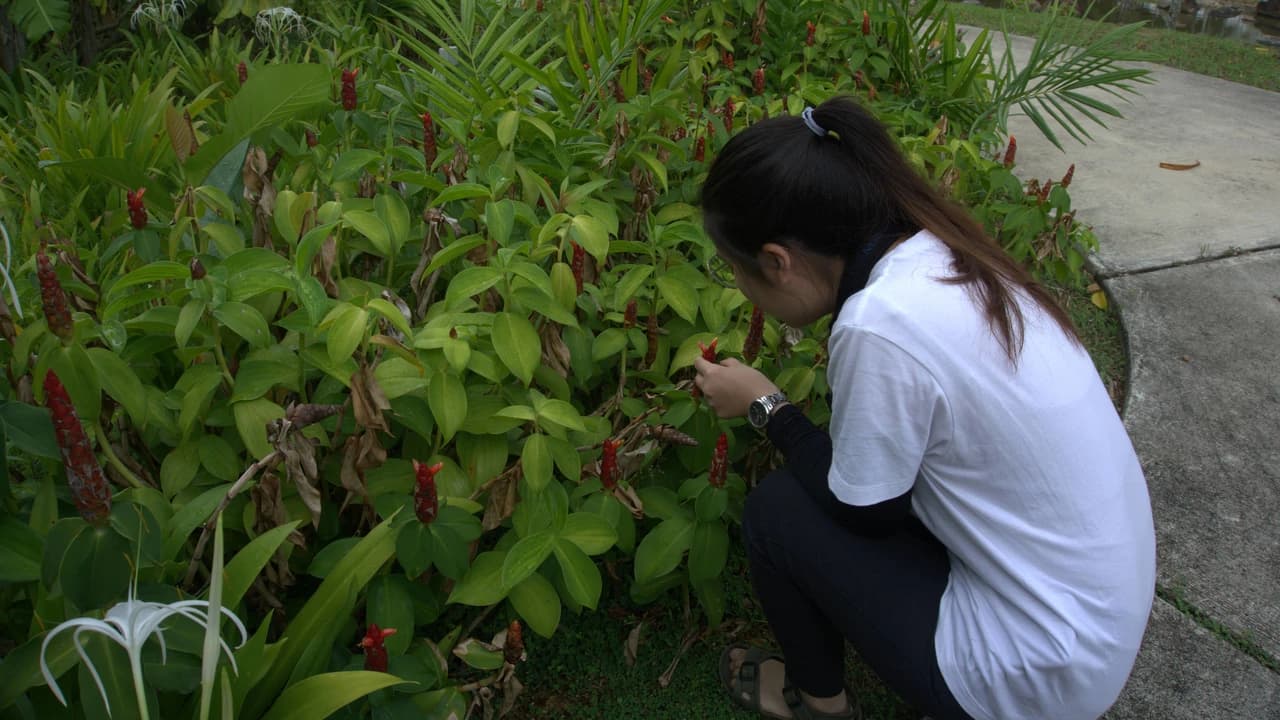 Desaru Riverside Garden Guided Walk - Photo 4
