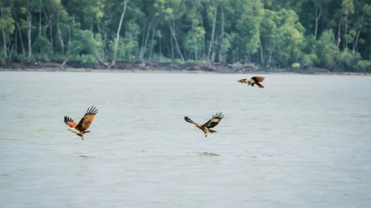 Eagle Watching Experience in Kuala Selangor - Photo 1