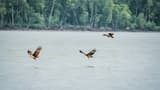 Eagle Watching Experience in Kuala Selangor - image 7