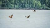 Eagle Watching Experience in Kuala Selangor - image 6