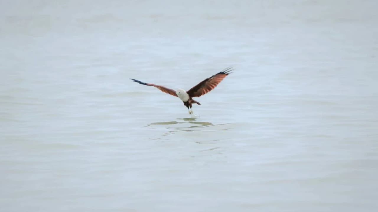 Eagle Watching Experience in Kuala Selangor - Photo 2