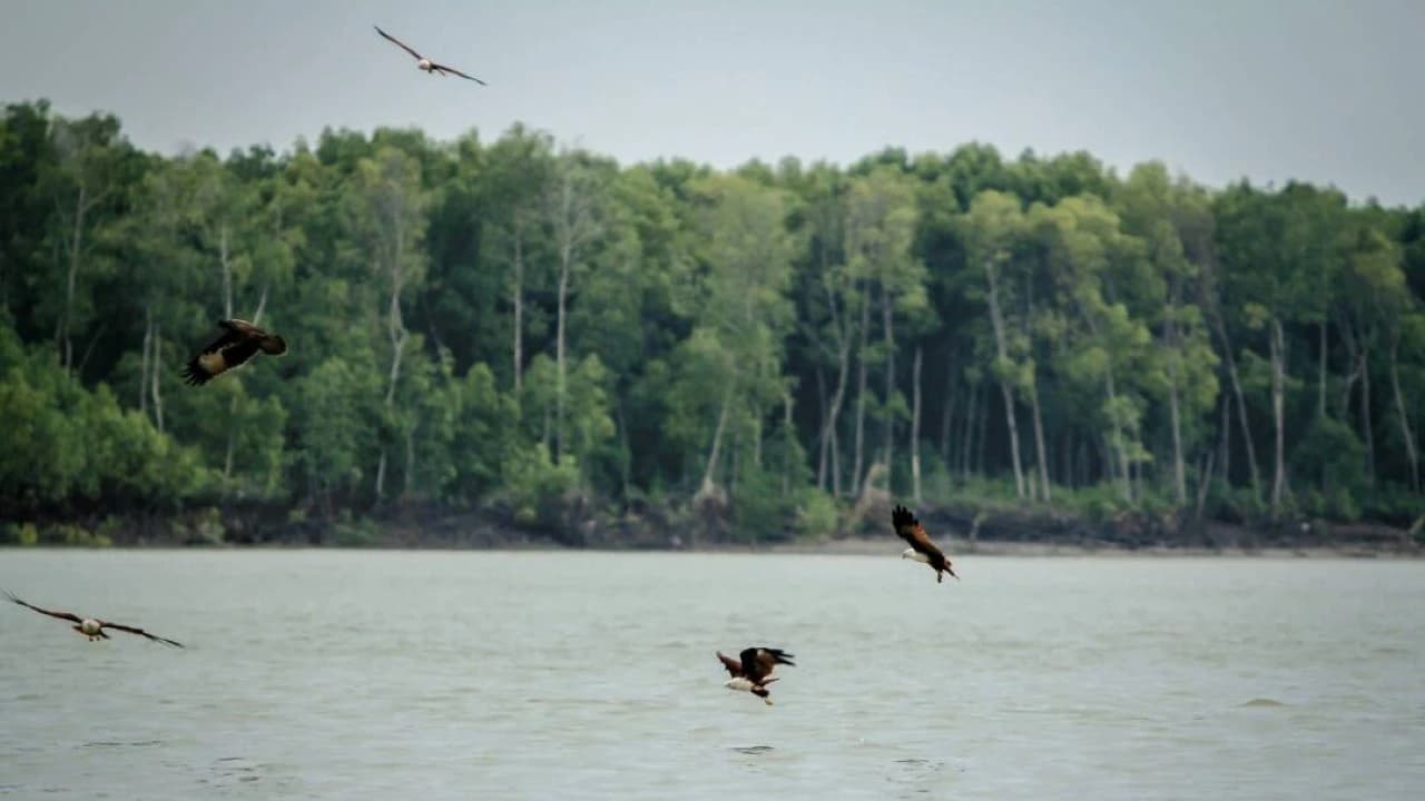 Eagle Watching Experience in Kuala Selangor - Photo 3