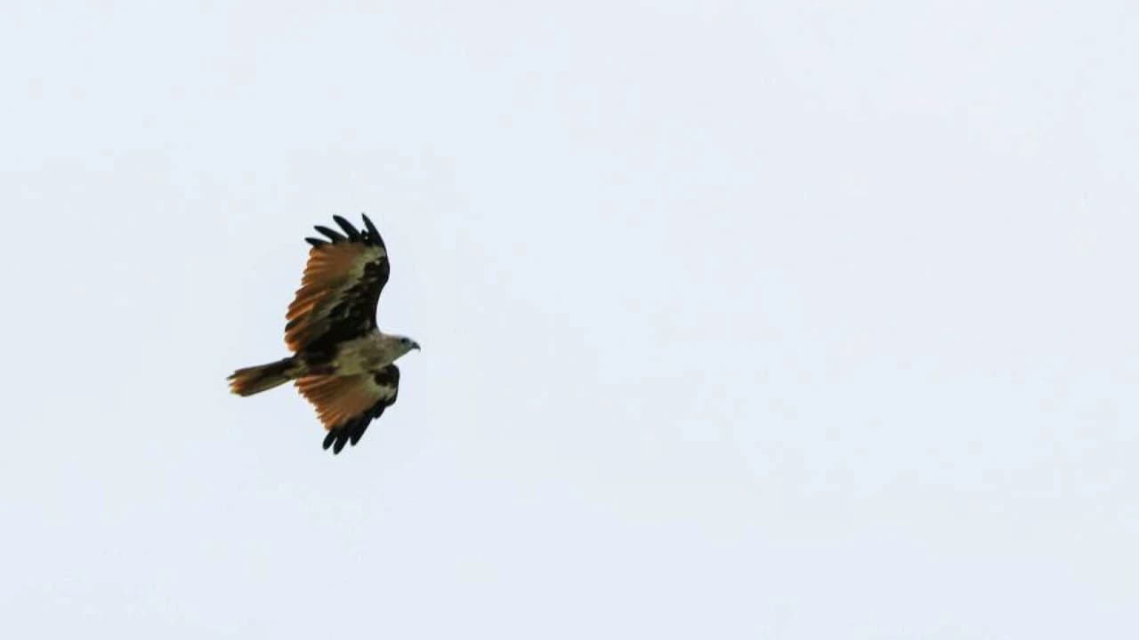 Eagle Watching Experience in Kuala Selangor - Photo 4