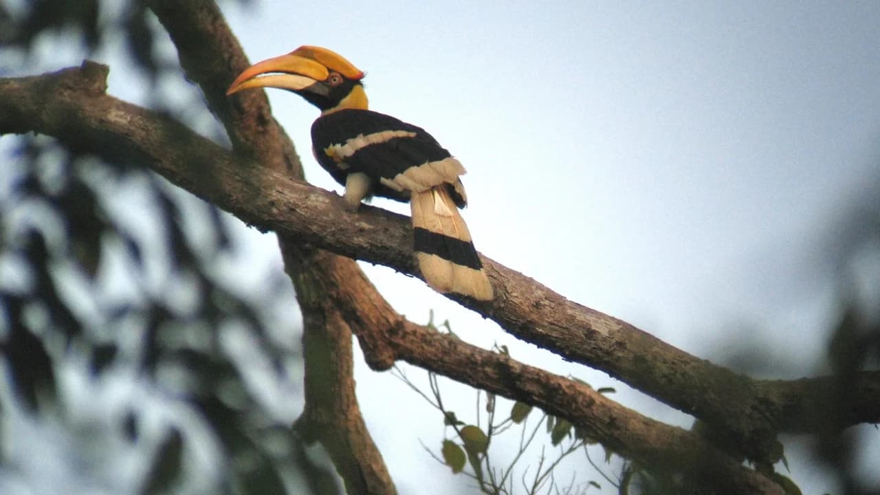 Langkawi Rainforest After Dark - Photo 3