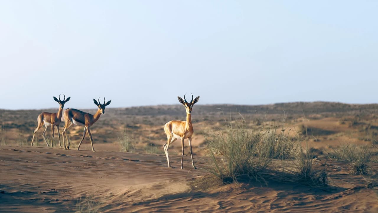 Heritage Morning Safari: Bedouin Culture - image 6