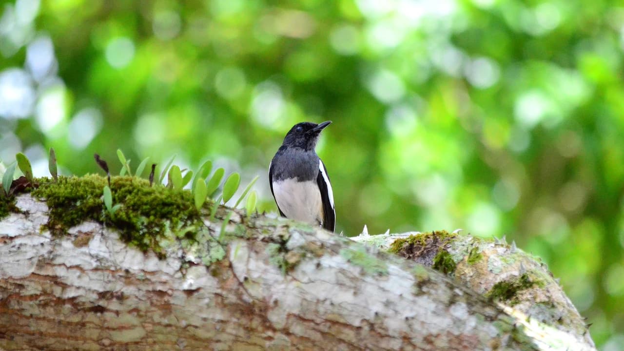 Taman Negara National Park Trekking Join-In Day Tour - Photo 2