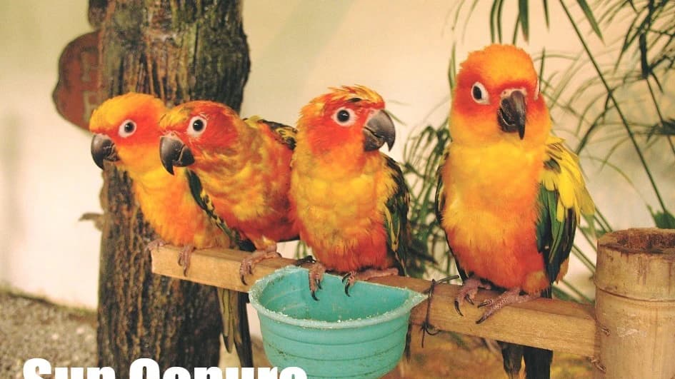 KL Bird Park Admission Ticket With One Way Transfer - Photo 1