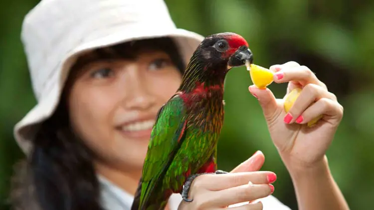 Bali Bird Park Ticket - Photo 5