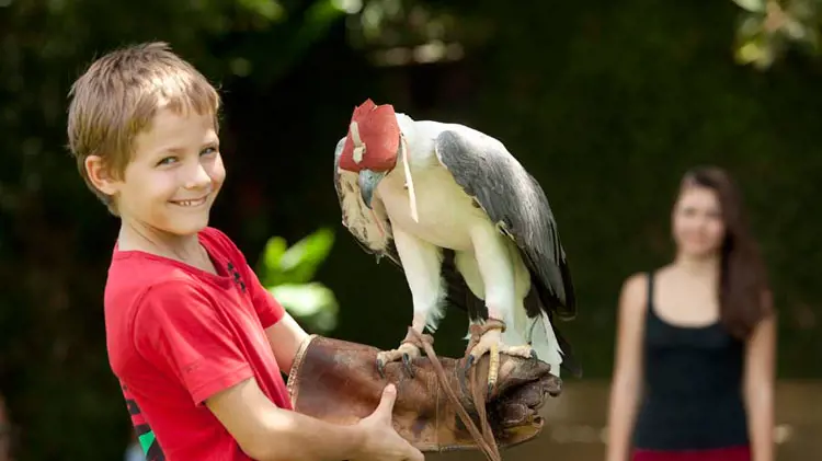 Bali Bird Park Ticket - image 6