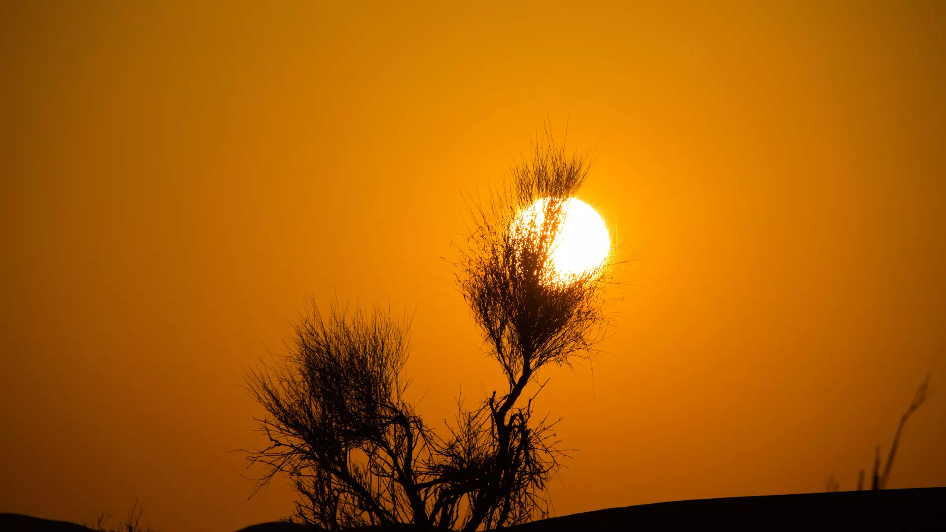 Desert Safari in Dubai + Red Sands Camp - Photo 31