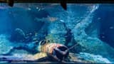 National Aquarium Abu Dhabi - Photo 24