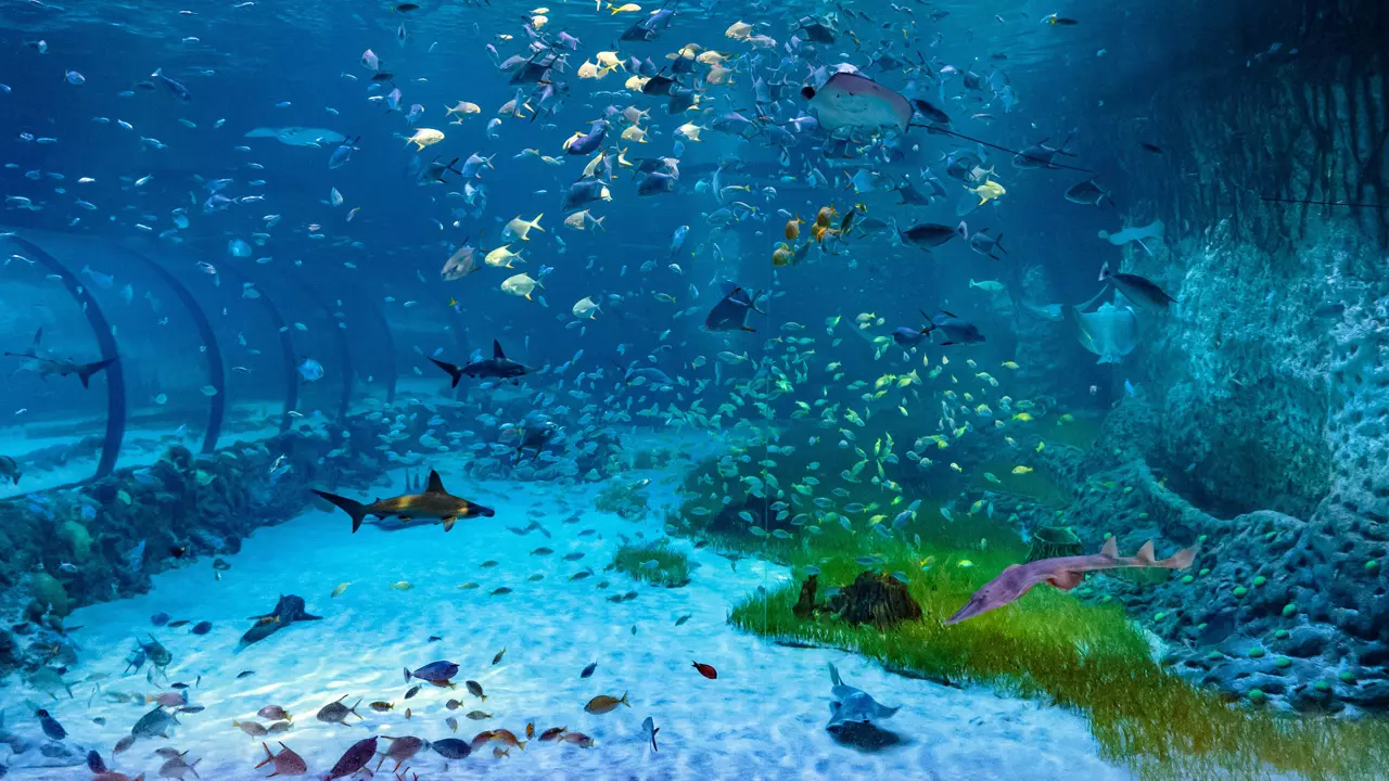 National Aquarium Abu Dhabi - Photo 2