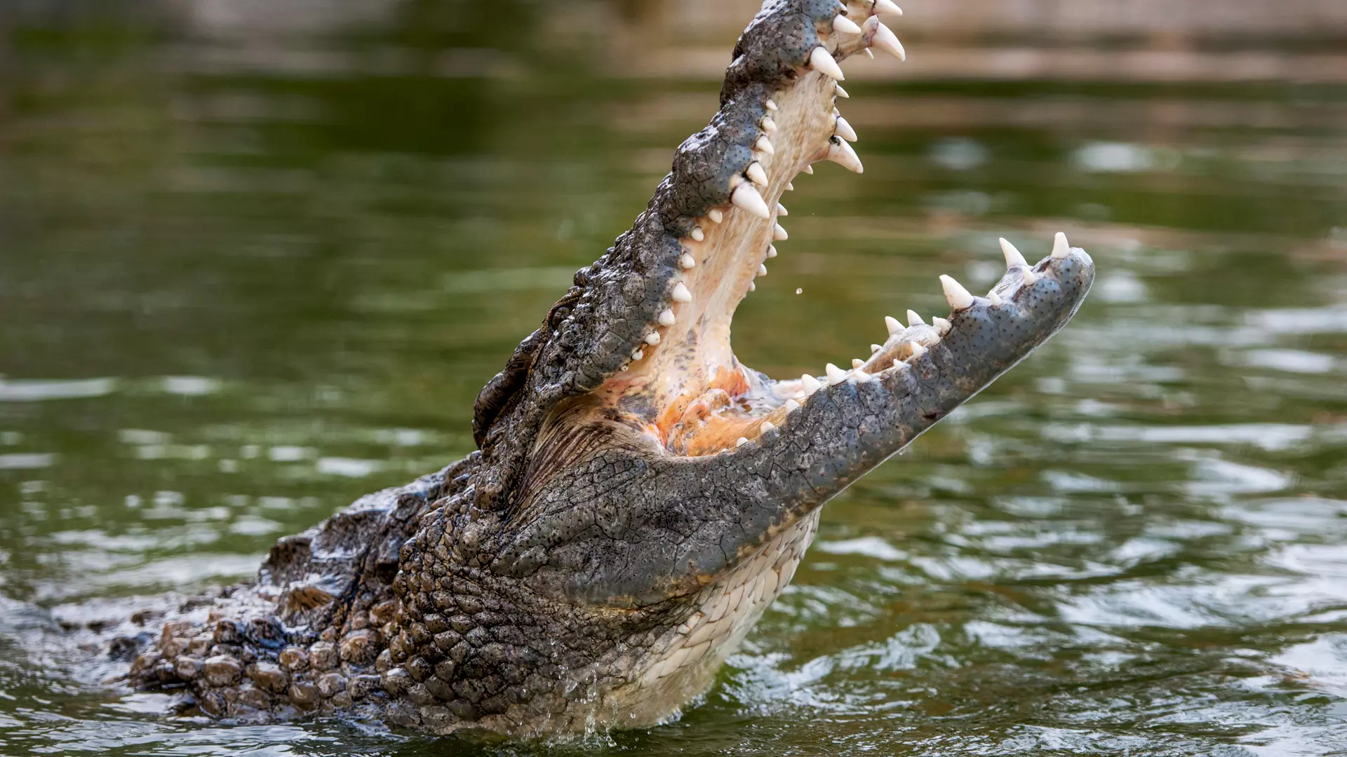 Dubai Crocodile Park - Photo 10