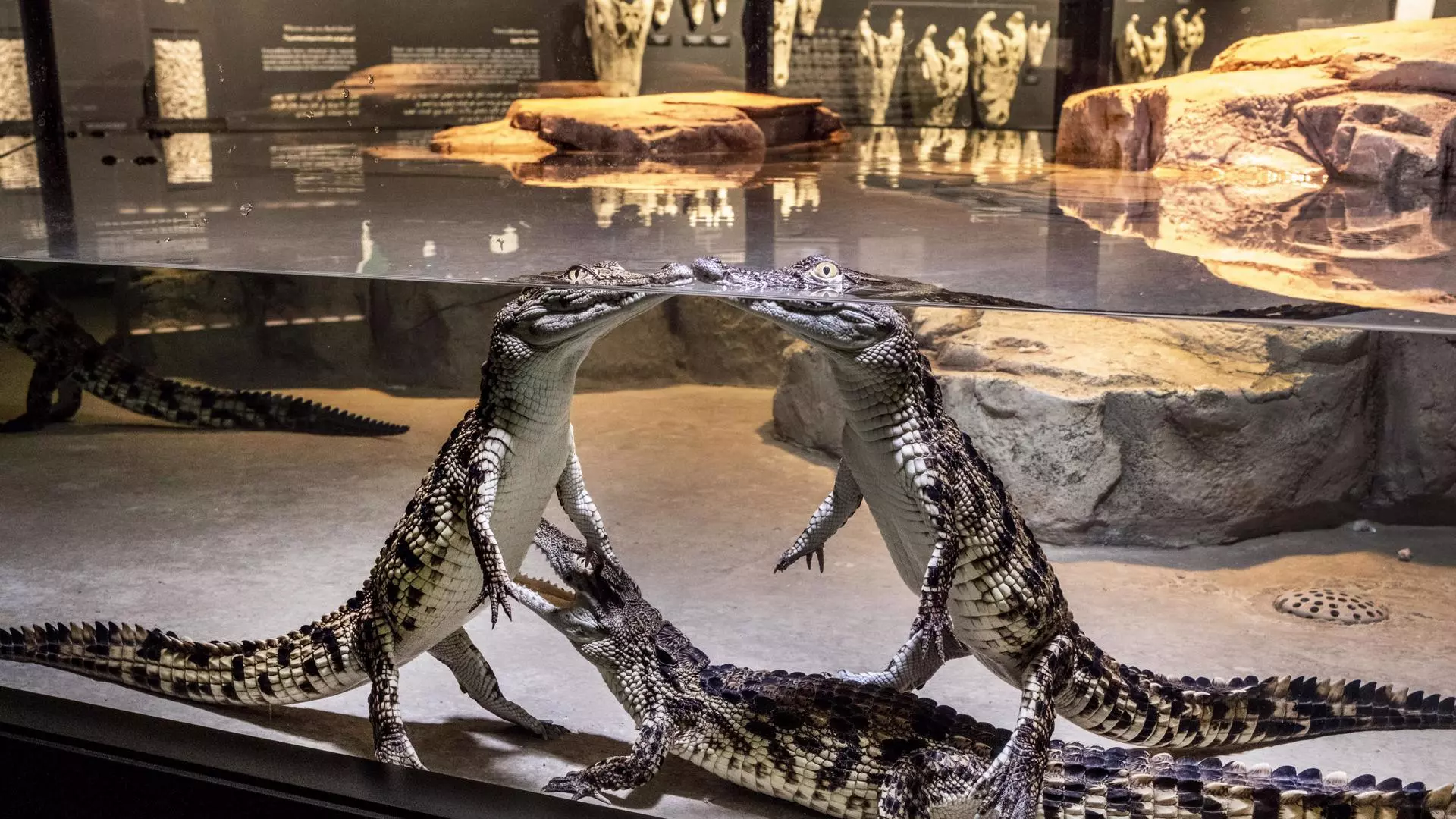 Dubai Crocodile Park - Photo 12