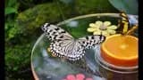 Dubai Butterfly Garden - Photo 6