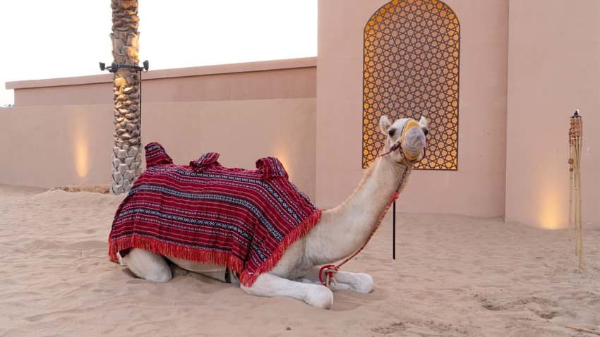Desert Safari in Dubai + Noble Safari Camp - Photo 12