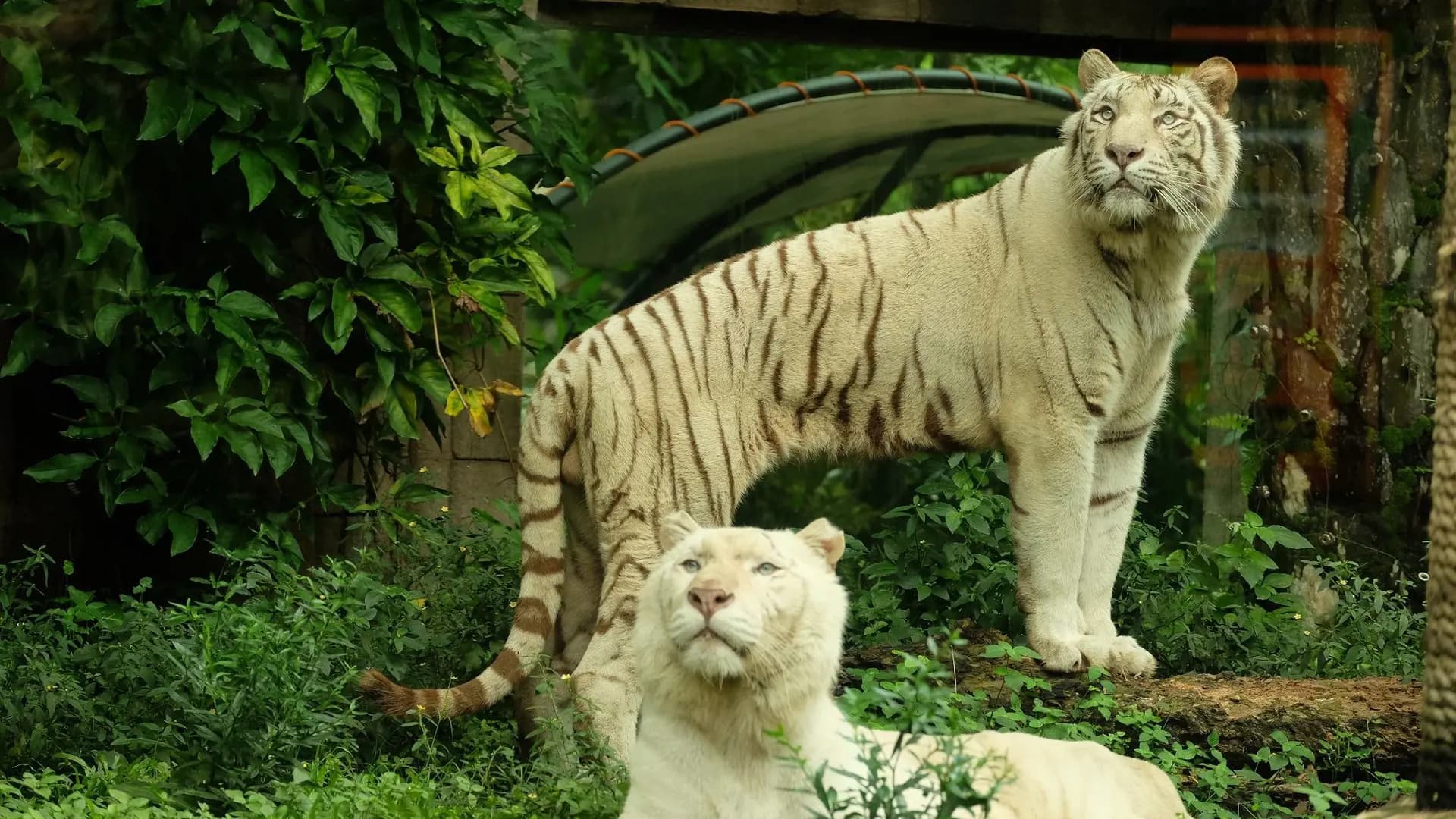 Bali Safari Park Ticket - Photo 15