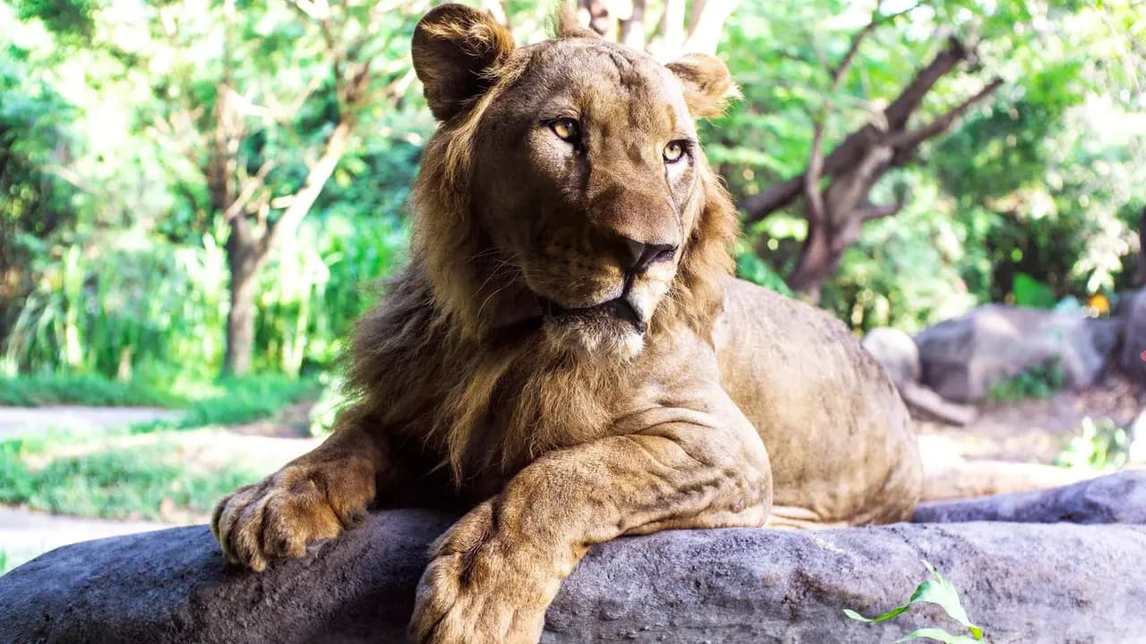 Bali Safari Park Ticket - Photo 4