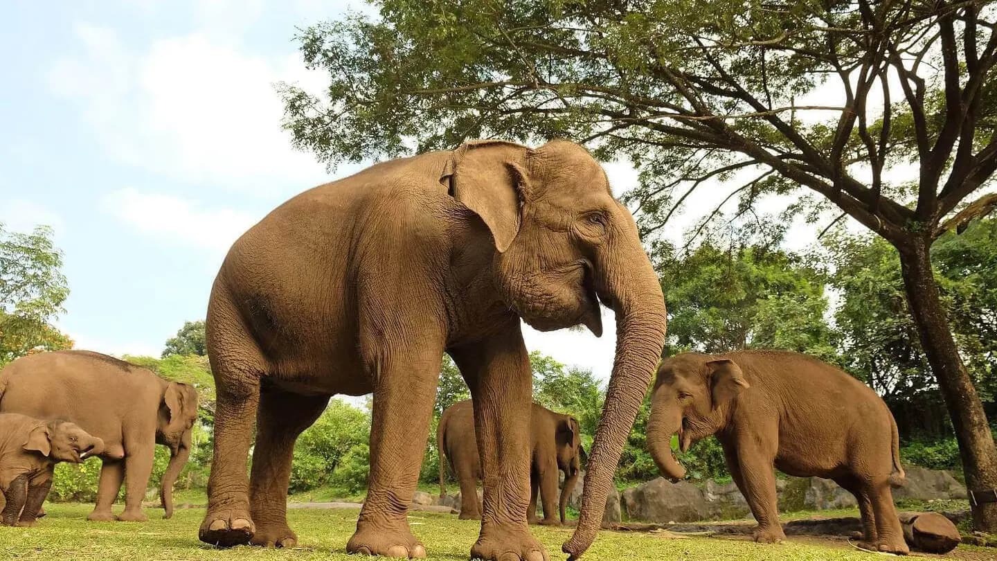 Bali Safari Park Ticket - Photo 17
