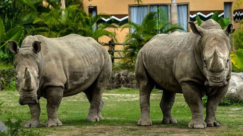 Bali Safari Park Ticket - Photo 22