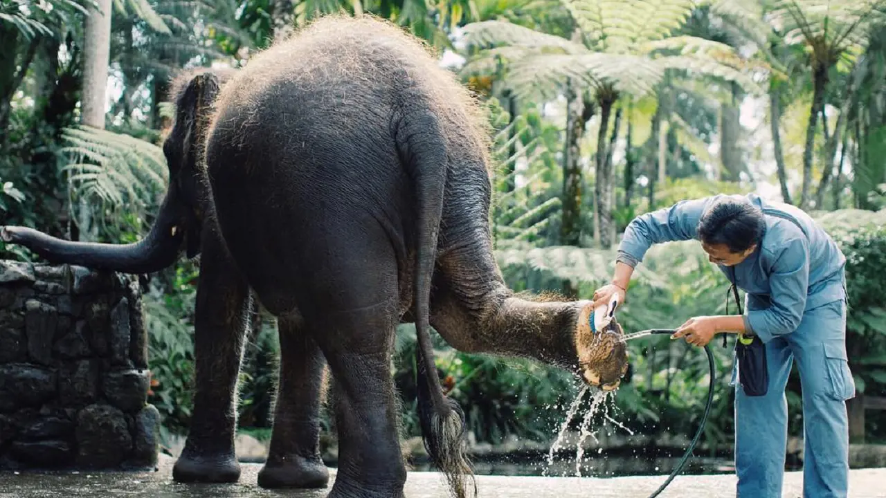 Mason Elephant Park Bali by Mason Adventures (Formerly known as Elephant Safari Park) - Photo 3