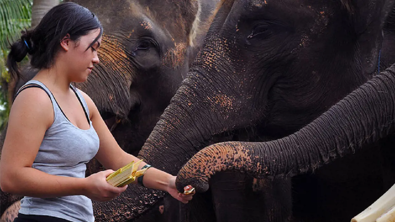 Mason Elephant Park Bali by Mason Adventures (Formerly known as Elephant Safari Park) - Photo 5
