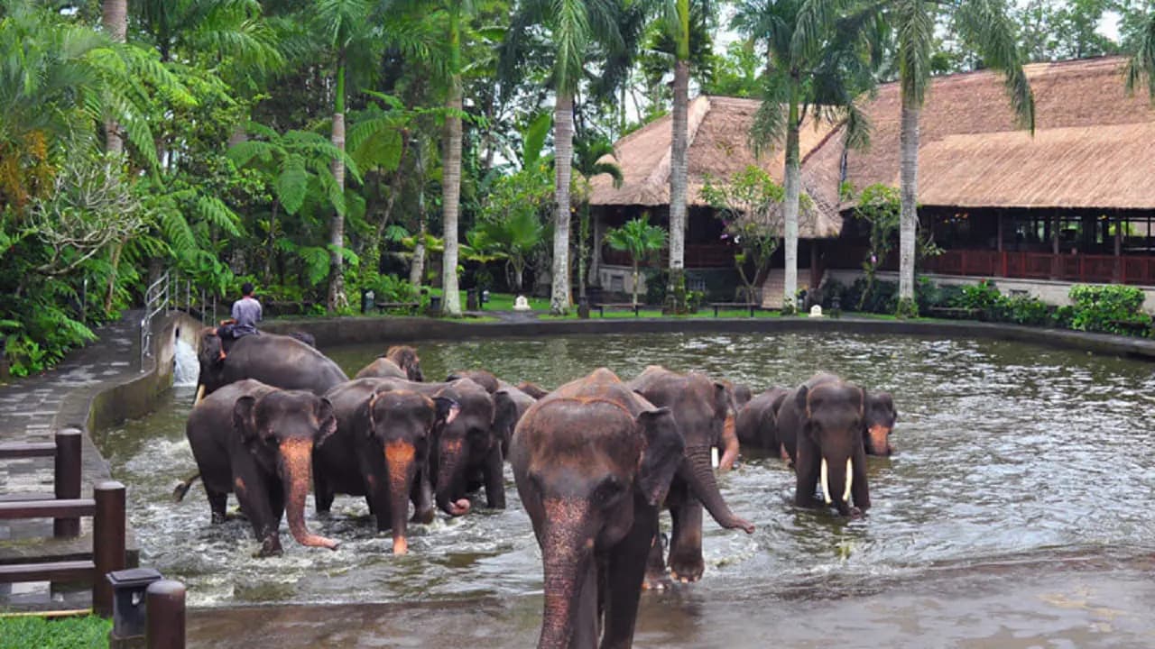 Mason Elephant Park Bali by Mason Adventures (Formerly known as Elephant Safari Park) - Photo 23