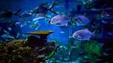 Marine Safari Bali Ticket - Photo 17