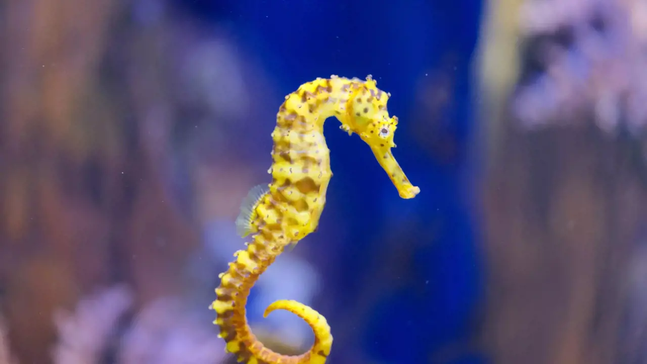 Marine Safari Bali Ticket - Photo 6