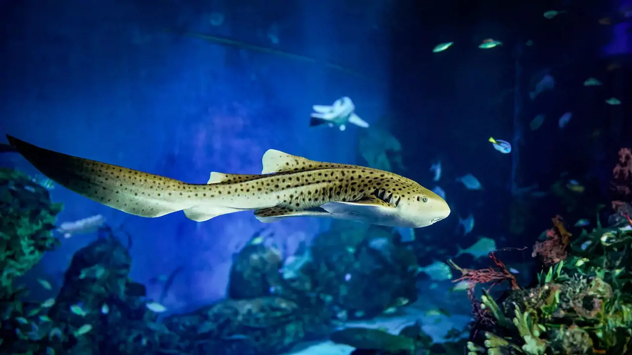Marine Safari Bali Ticket - Photo 8