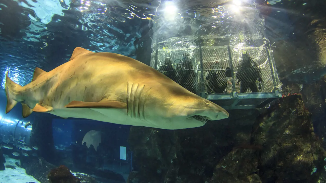 Barcelona Aquarium Ticket - Photo 1
