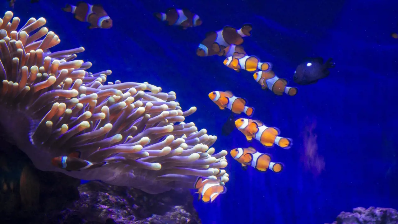 Barcelona Aquarium Ticket - Photo 2
