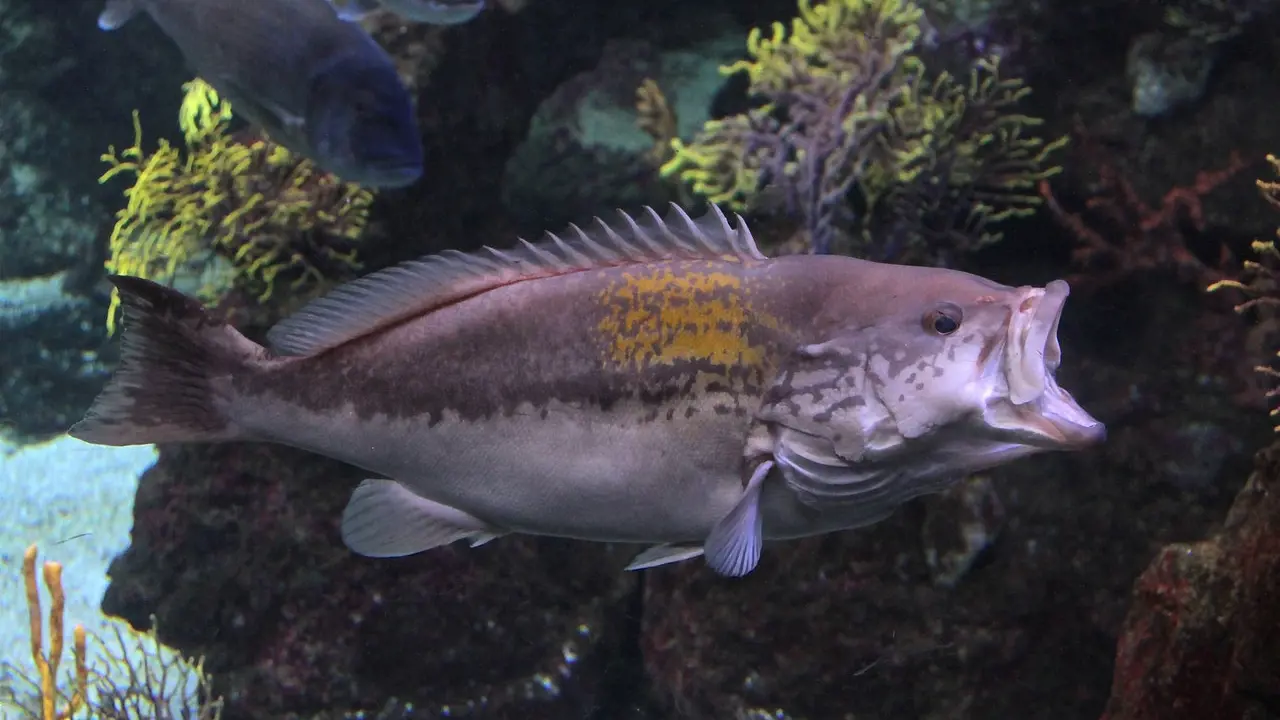 Barcelona Aquarium Ticket - Photo 3