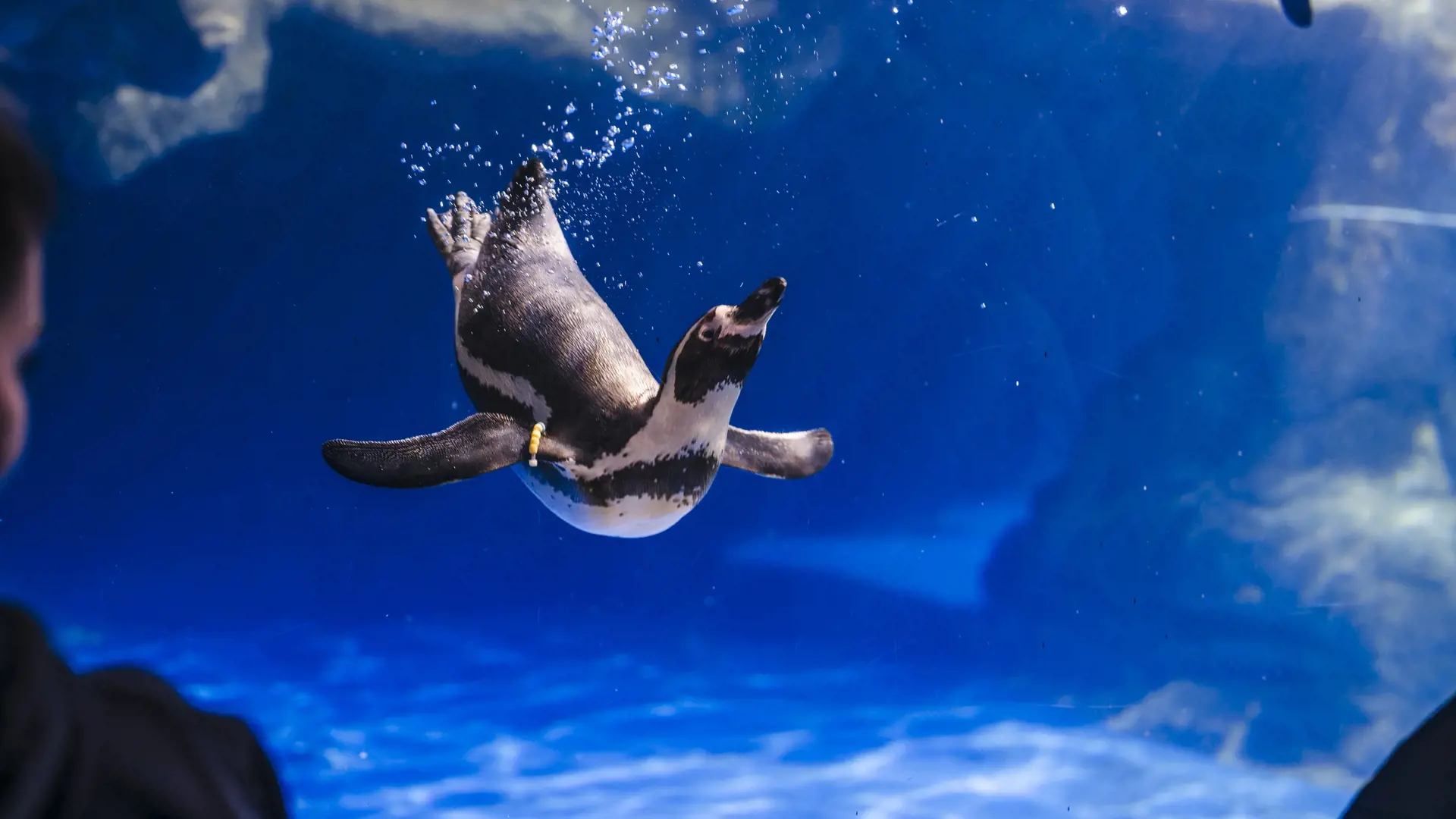 Barcelona Aquarium Ticket - Photo 18