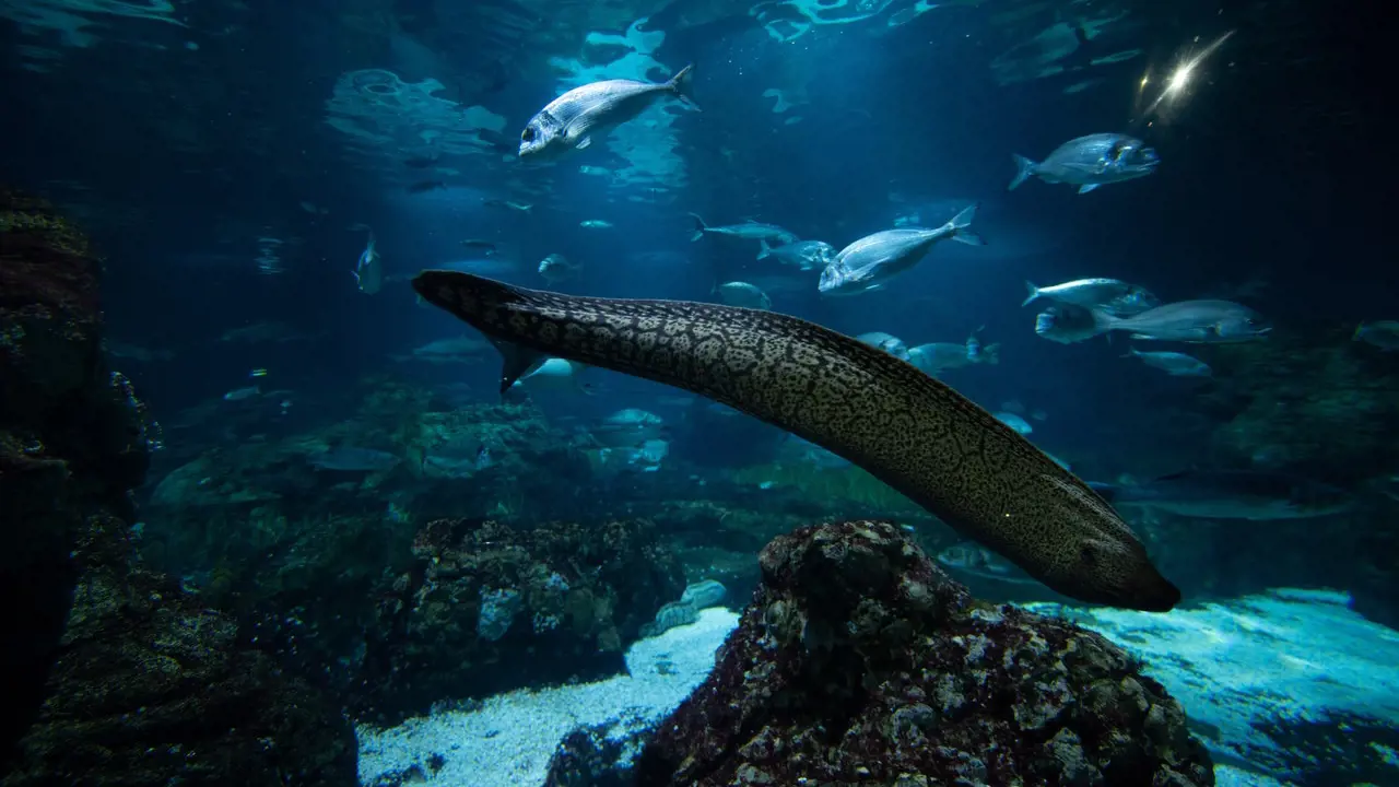 Barcelona Aquarium Ticket - Photo 8